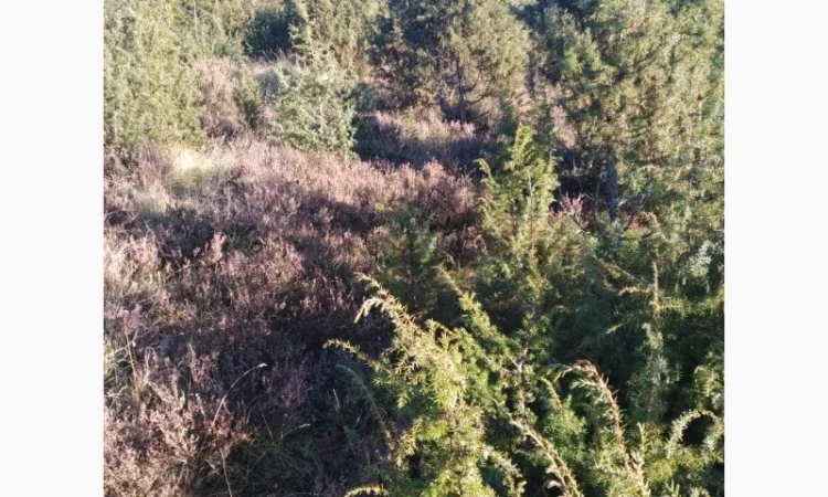 Продам плоди можжевельника (ялівця) - фото № 7