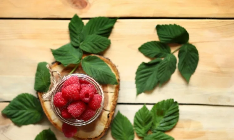 Куплю сухий лист малини - фото № 1