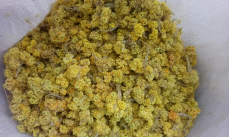 Продам бесмертник - фото № 1