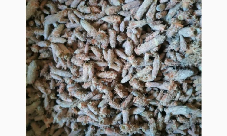 Продам бруньку сосни - фото № 1