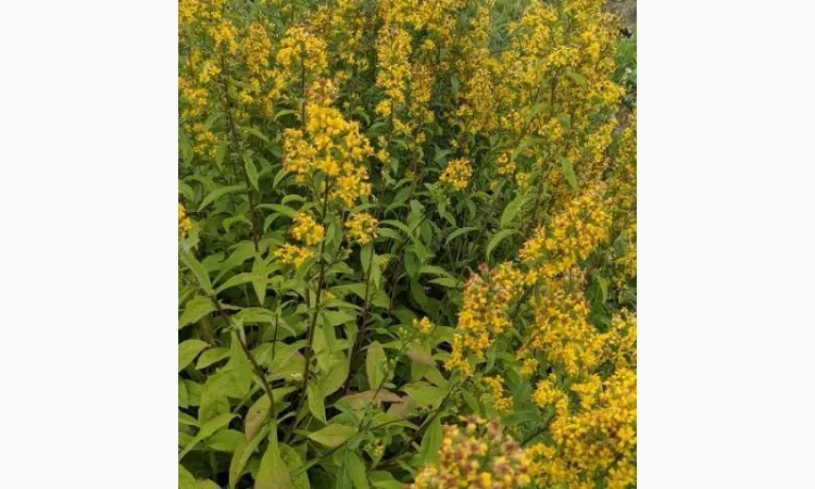 Куплю рослинну сировину - фото № 1