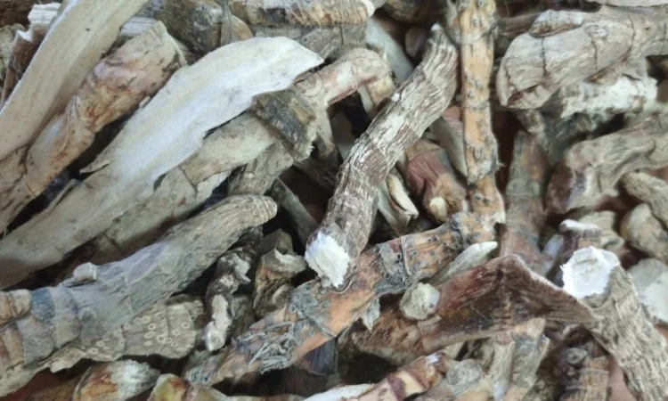 Куплю рослинну сировину - фото № 2