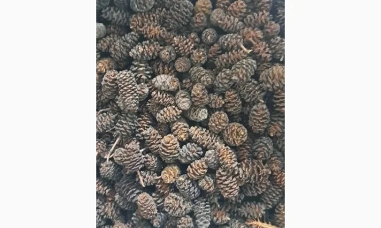 Куплю рослинну сировину - фото № 3