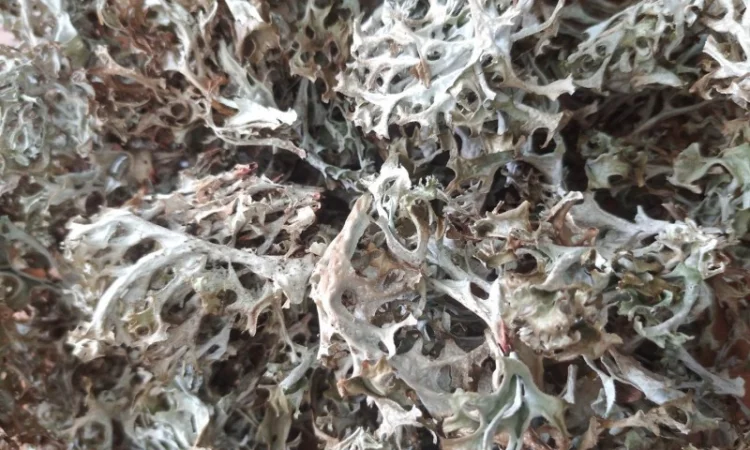 Куплю ісландський мох - фото № 1