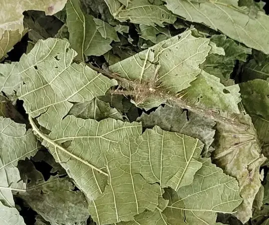 Куплю листя ожини - фото № 1