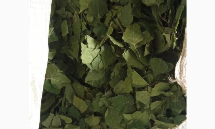 Куплю листя берези - фото № 1