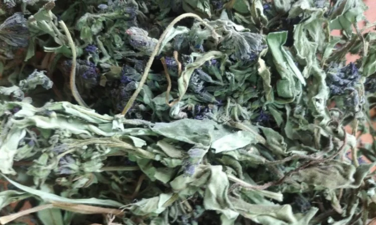 Куплю листя медунки лікарської - фото № 2