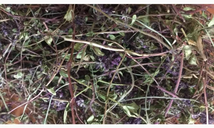 Куплю чебрець - фото № 1