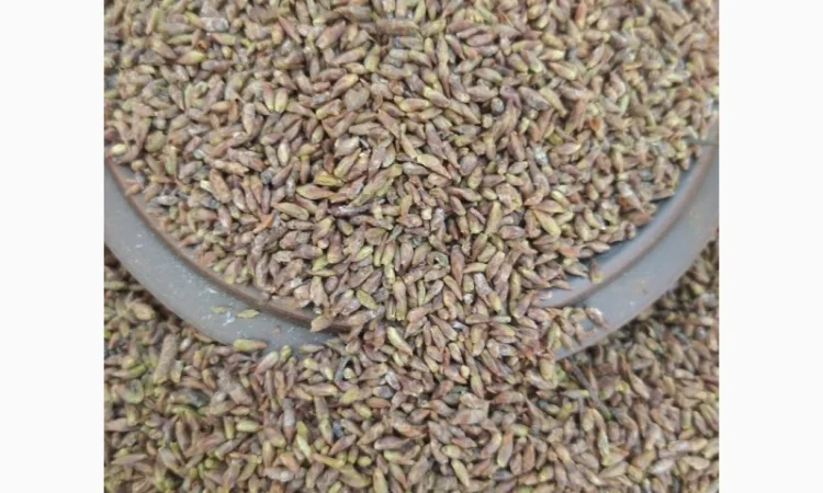 Куплю бруньки берези - фото № 1