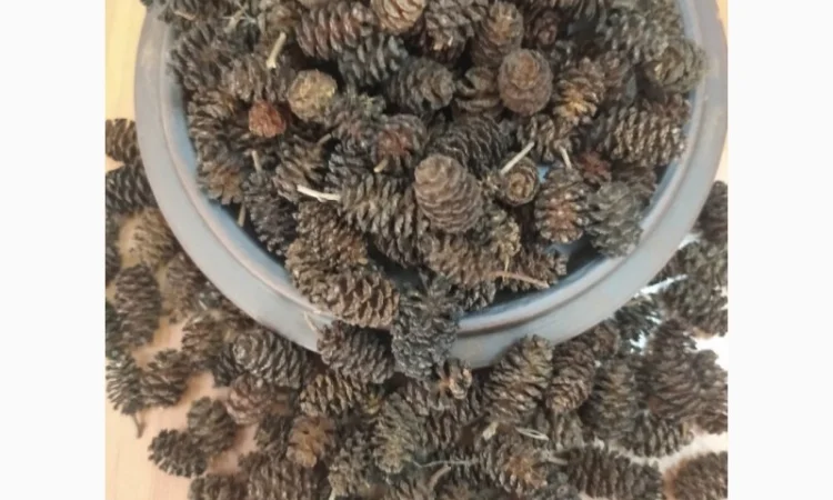 Куплю шишки вільхи - фото № 1