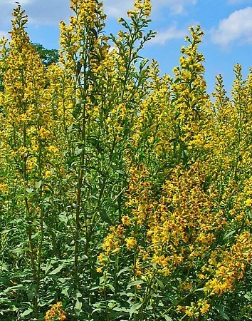 Куплю траву золотарника звичайного - фото № 1