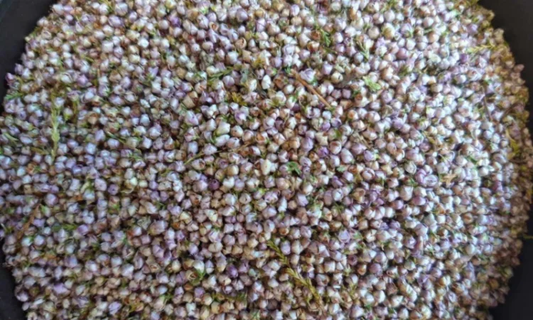 Куплю верес - фото № 1