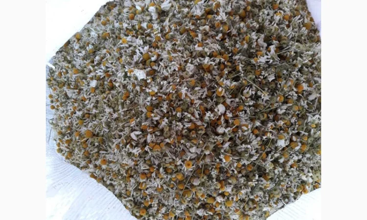 Ромашка лікарська - фото № 1