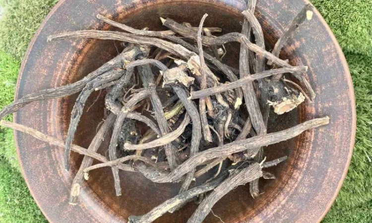 Кінський щавель корінь, щавель конский - фото № 1