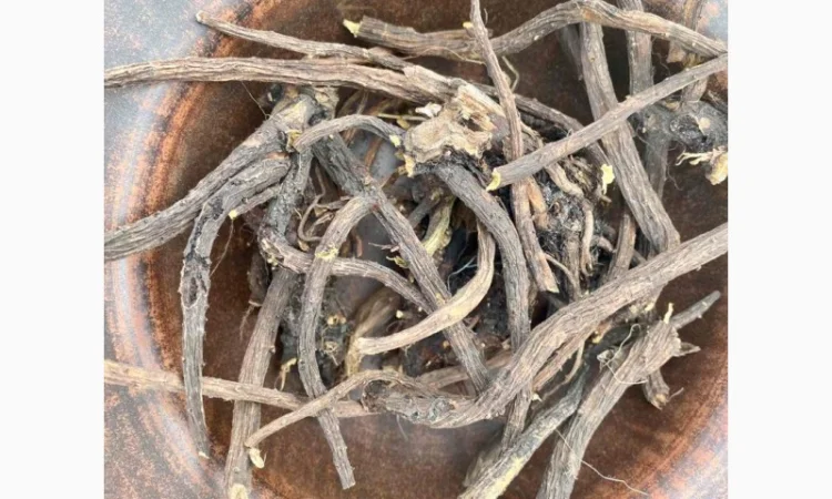 Кінський щавель корінь, щавель конский - фото № 2