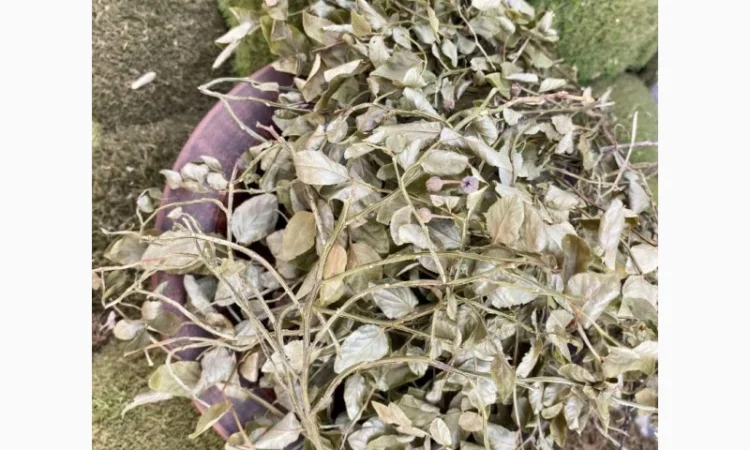 Пагони чорниці, листя чорниці, побеги черники - фото № 1