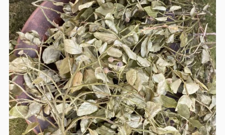 Пагони чорниці, листя чорниці, побеги черники - фото № 2