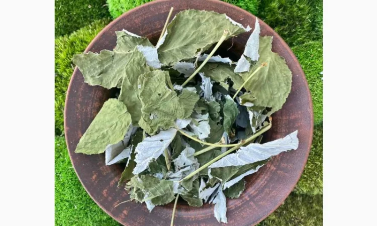 Листя малини, листья малины, малина сушена - фото № 1