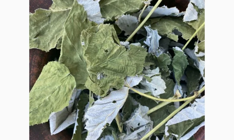 Листя малини, листья малины, малина сушена - фото № 2