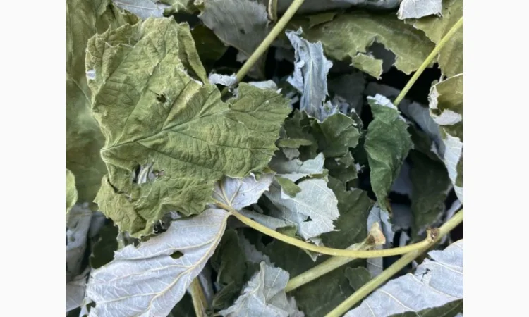 Листя малини, листья малины, малина сушена - фото № 3