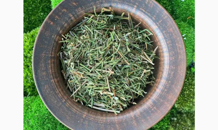 Багно, багульник - фото № 1