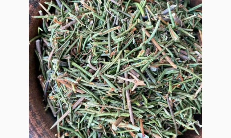 Багно, багульник - фото № 2