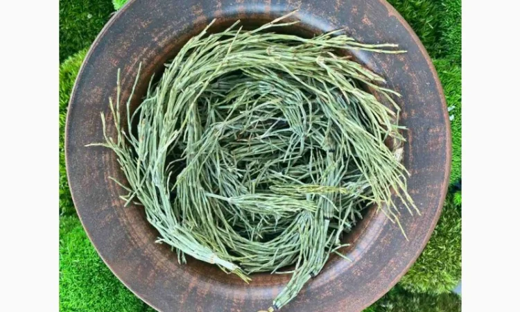 Хвощ польовий, хвощ полевой - фото № 1