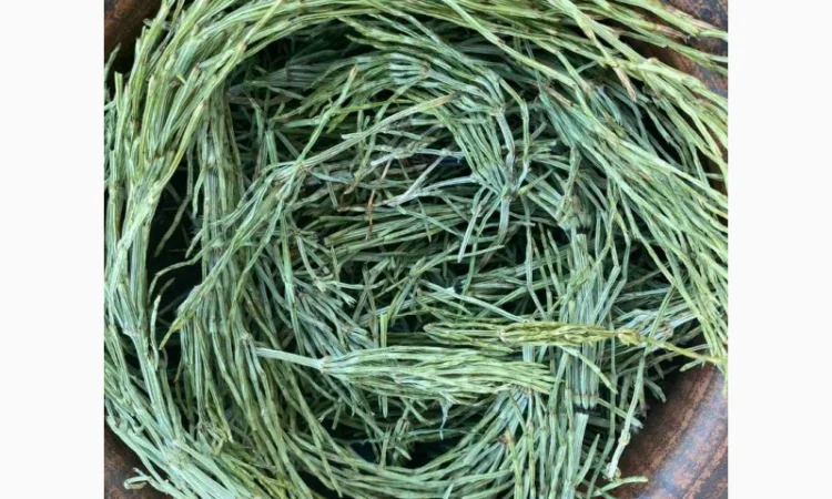 Хвощ польовий, хвощ полевой - фото № 2