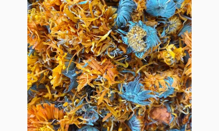 Цвіт календули, календула сушена, нагідки, цветки календулы - фото № 2