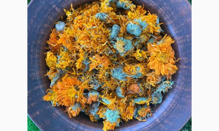 Цвіт календули, календула сушена, нагідки, цветки календулы - фото № 3