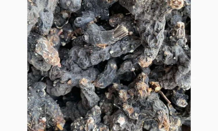 Продам сухий корінь калгана, корень лапчатки, калган - фото № 2