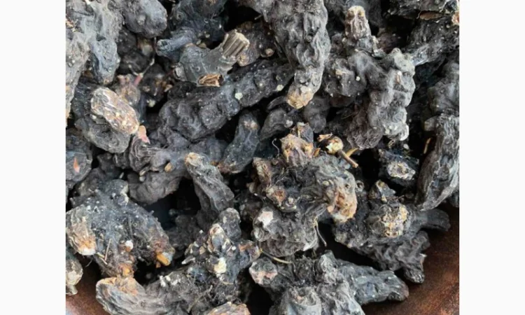 Продам сухий корінь калгана, корень лапчатки, калган - фото № 3