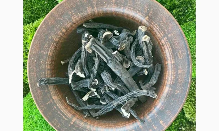 Продаю корінь живокіста, живокоста, живокост - фото № 1