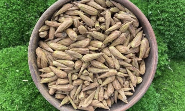 Бруньки тополі чорної, почки тополя черного - фото № 1