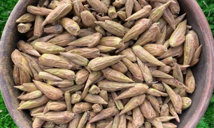 Бруньки тополі чорної, почки тополя черного - фото № 2