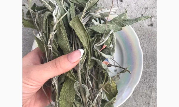 Шавлія, шалфей - фото № 1