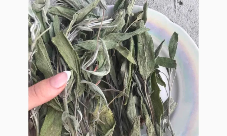 Шавлія, шалфей - фото № 2