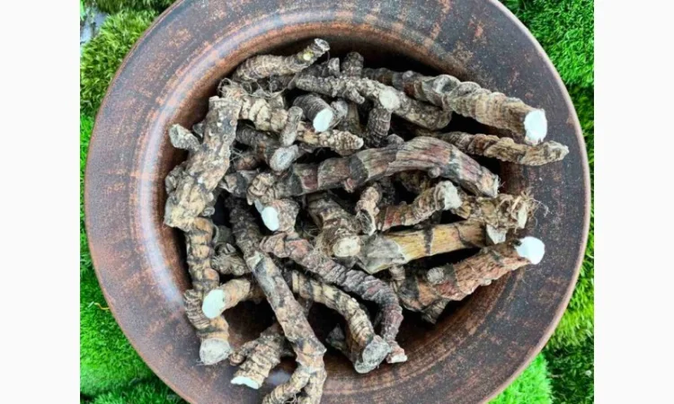 Продаю корінь аїра, аира, лепехи - фото № 1