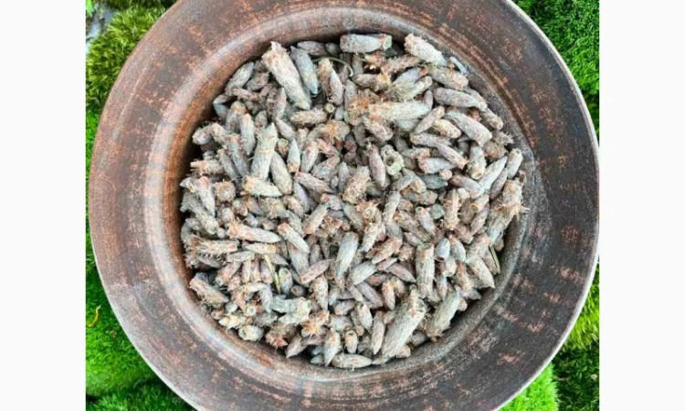 Бруньки сосни, почки сосны, брунька сосни - фото № 1