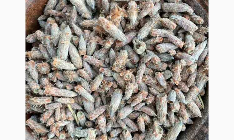 Бруньки сосни, почки сосны, брунька сосни - фото № 2