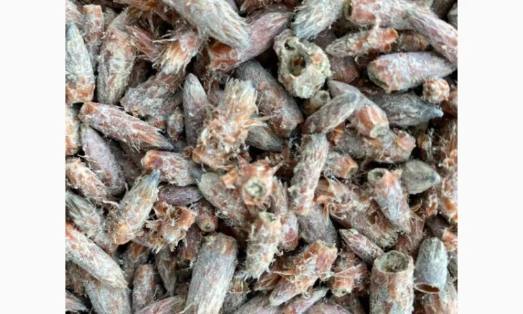 Бруньки сосни, почки сосны, брунька сосни - фото № 3