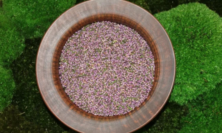 Верес, цвіт вересу, верес - фото № 1