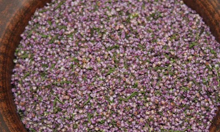 Верес, цвіт вересу, верес - фото № 2