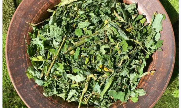 Чистотіл, чистотел - фото № 1