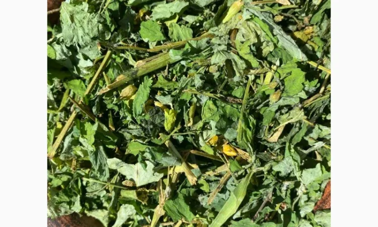 Чистотіл, чистотел - фото № 2