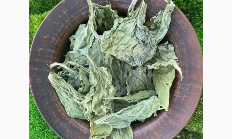 Подорожник сушений, листя подорожника - фото № 1