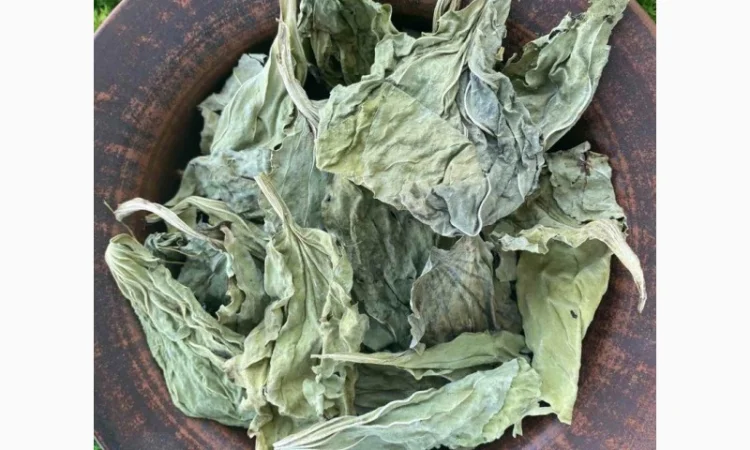 Подорожник сушений, листя подорожника - фото № 2