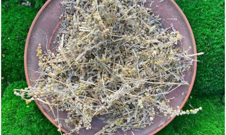 Полинь гірка, полин гіркий - фото № 1