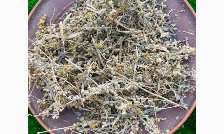 Полинь гірка, полин гіркий - фото № 2