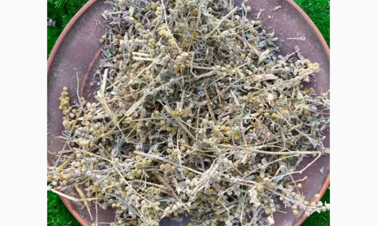 Полинь гірка, полин гіркий - фото № 3